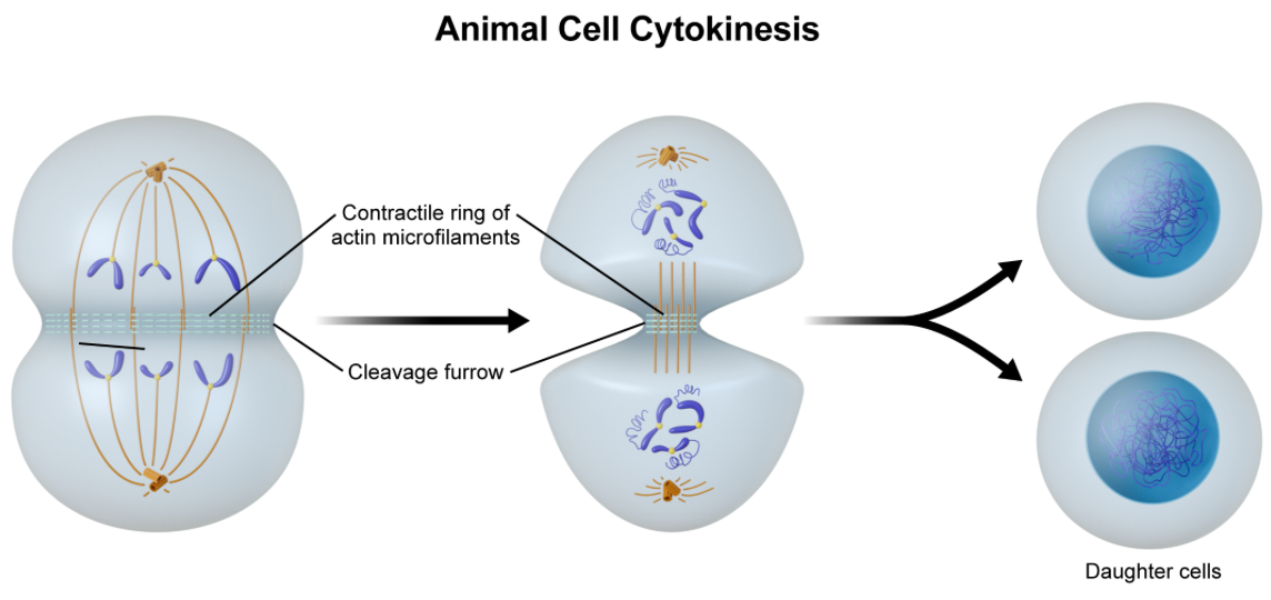 <p><strong>cell would be unable to cleave | </strong><span>In animal cells, cytokinesis begins with the formation of a </span><strong>cleavage furrow</strong><span>. The cleavage furrow is a contractile ring composed of <strong>actin microfilaments</strong> and myosin motors; it functions to&nbsp;pinch the cell into two</span></p>
