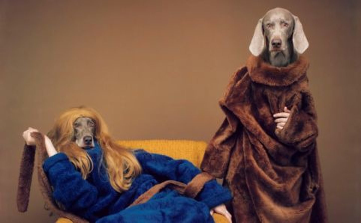 <p>(Mostly color) photos of dogs</p>