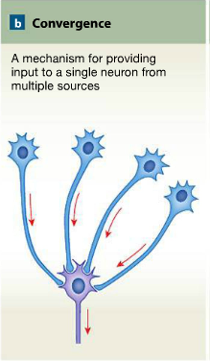 <p>multiple presynaptic neurons converge to send a signal to ONE postsynaptic neuron</p><p>this amplifies the signal and causes firing</p>