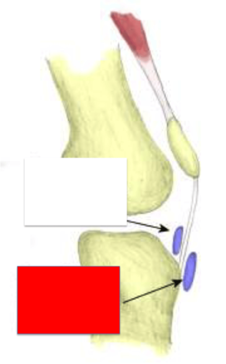 <p>identify, function</p>