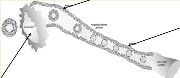 <p>What are the three parts of the oviduct?</p>