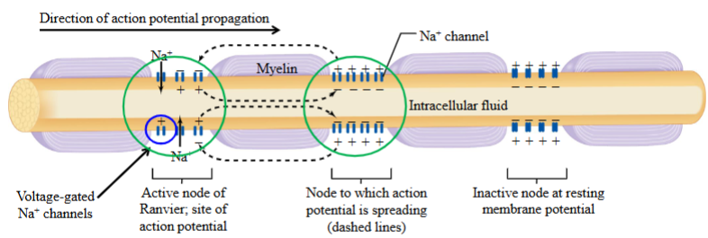 <ul><li><p>Myelin speeds up AP propagation by acting as an insulator.</p></li><li><p>It increases conduction speed by improving electrostatic efficiency, so the AP doesn’t need to be regenerated at every point along the membrane.</p></li><li><p>Regeneration is required only at the nodes of Ranvier.</p></li><li><p>The AP travels from node to node without diminishing in amplitude.</p></li></ul><p></p>
