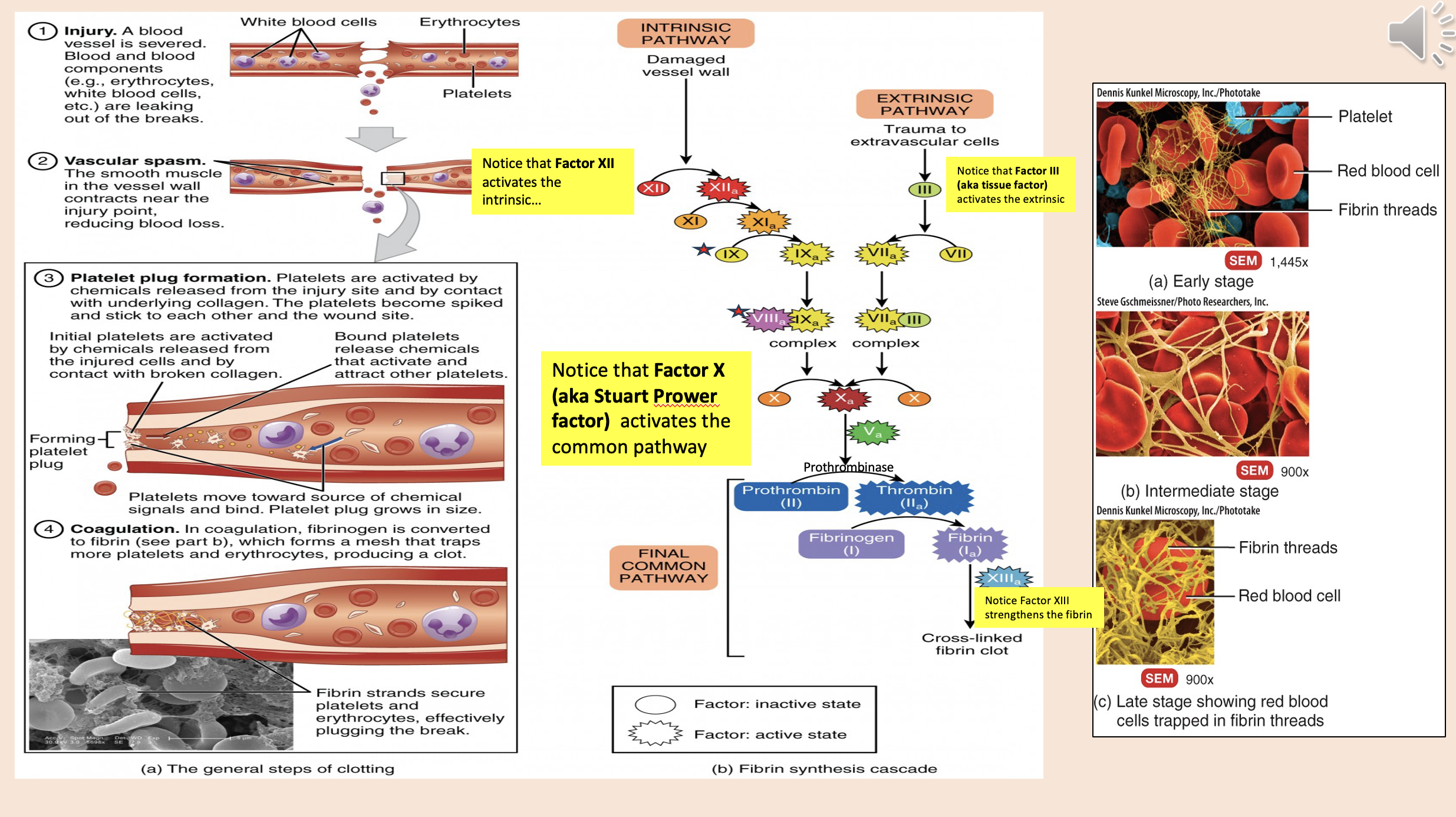 <p>common pathway</p>
