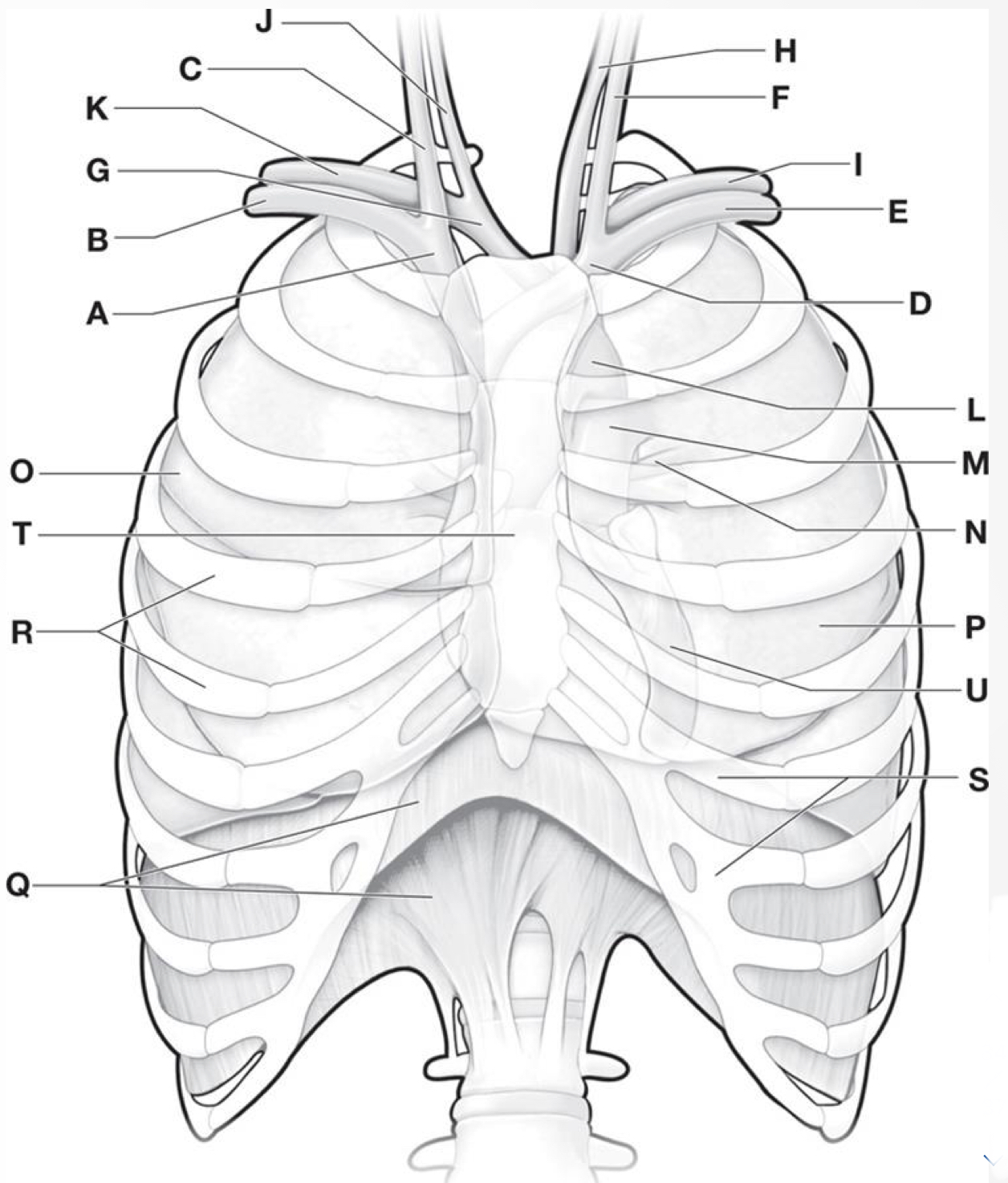 Which letters are the Ribs & Costal cartilages? 