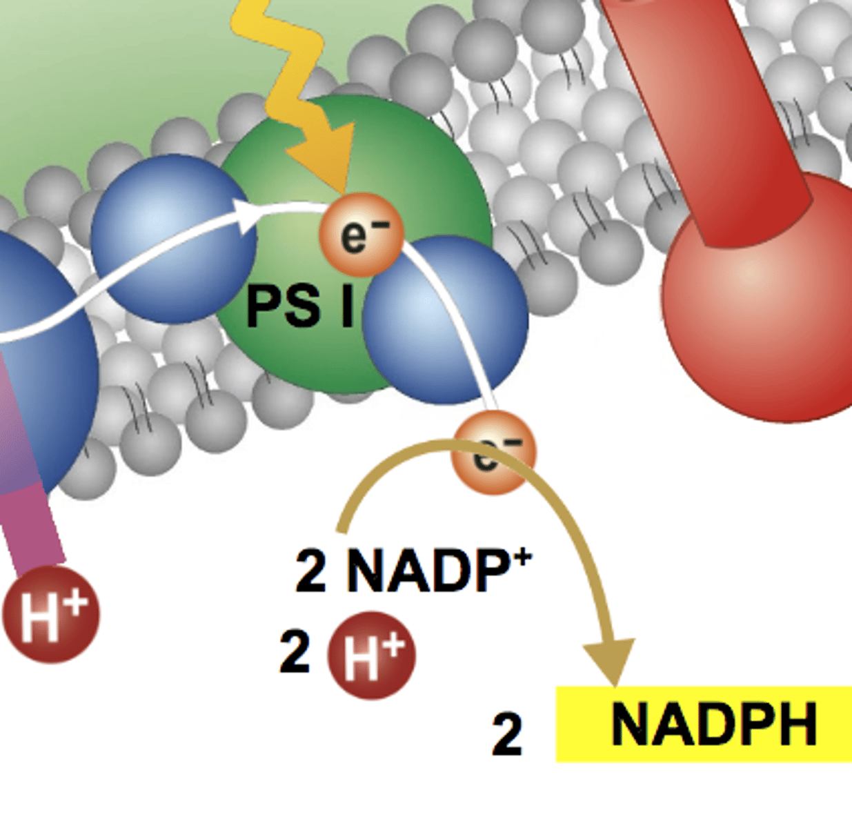 <p>A molecule that is produced by the light dependent reaction that carries electrons and is used in the Calvin Cycle</p>