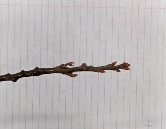 <p>red-brown bud cluster at terminal, buds pointy 1/4”, ovoid, shiny reddish brown at base; moderately stout twig</p>