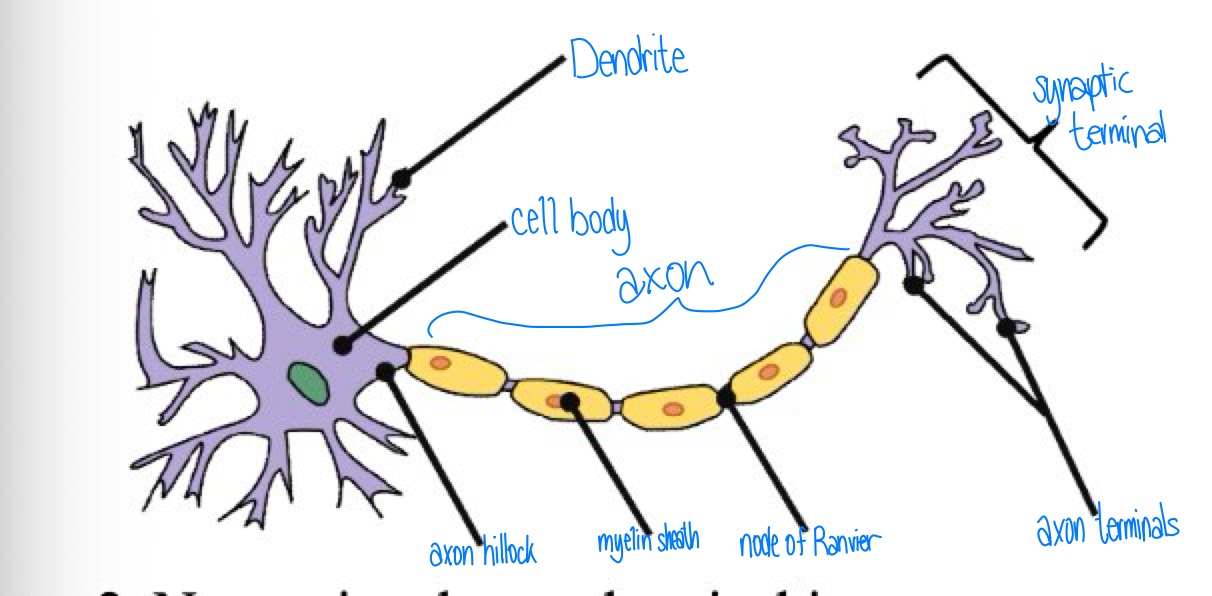 knowt flashcard image