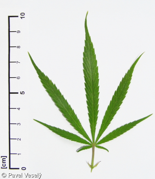 <p>Cannabis</p>