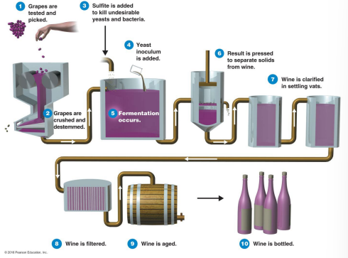 <p>Describe the steps of making wine. (lowkey kinda reminds me of when the people in the 8 show made their own alcohol)</p>