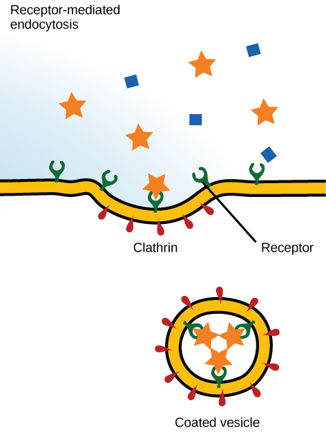 <p>-needs ligand to bind</p><p>-ligand bind causes <u>clathrin coated pit</u></p><p>-pit turns to clathrin coated vesicle, and then intake</p><p>-ex. neurotransmitter intake</p>