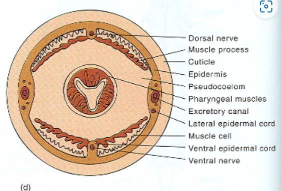 <p>What is a cuticle? (In Nematodes and Rotifera)</p>