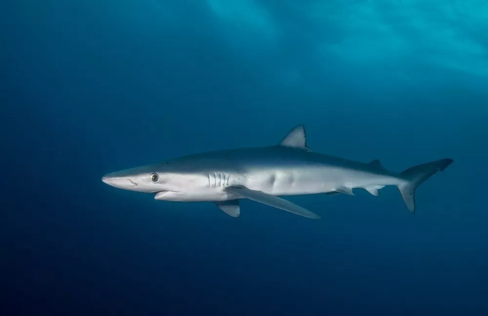 <p>Order Carchariniformes</p>