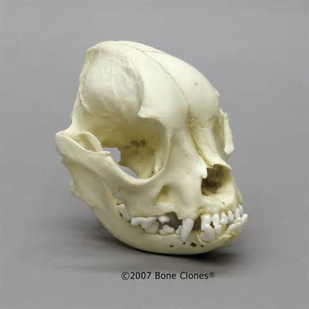 <p>broad skull base and short length (e.g., Pug, Pekingese).</p>