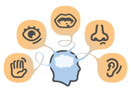 <p>感官的感覺的</p>