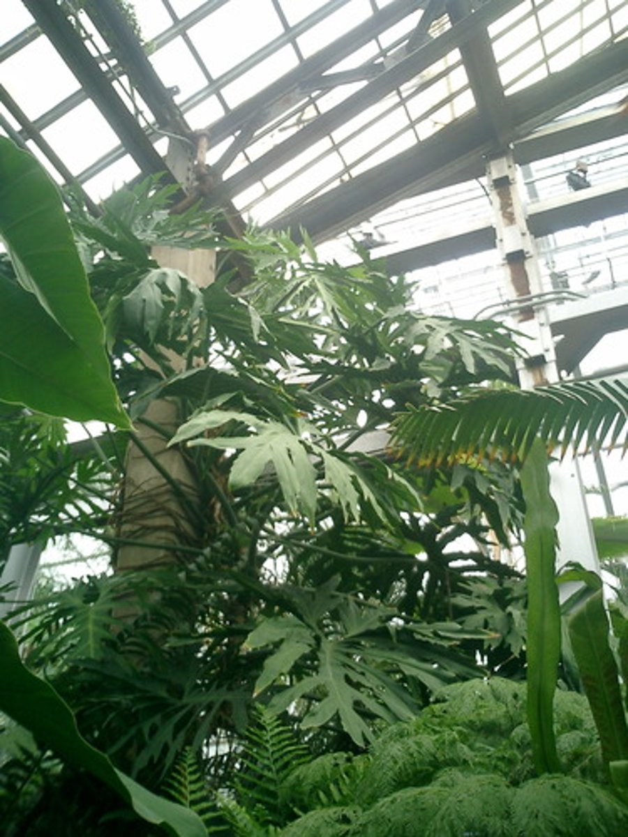 <p>nhà kính trồng cây</p>