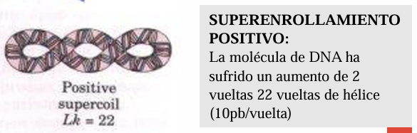 <p>La molécula de DNA ha sufrido un aumento de 2 vueltas 22 vueltas de hélice (10pb/vuelta)</p>
