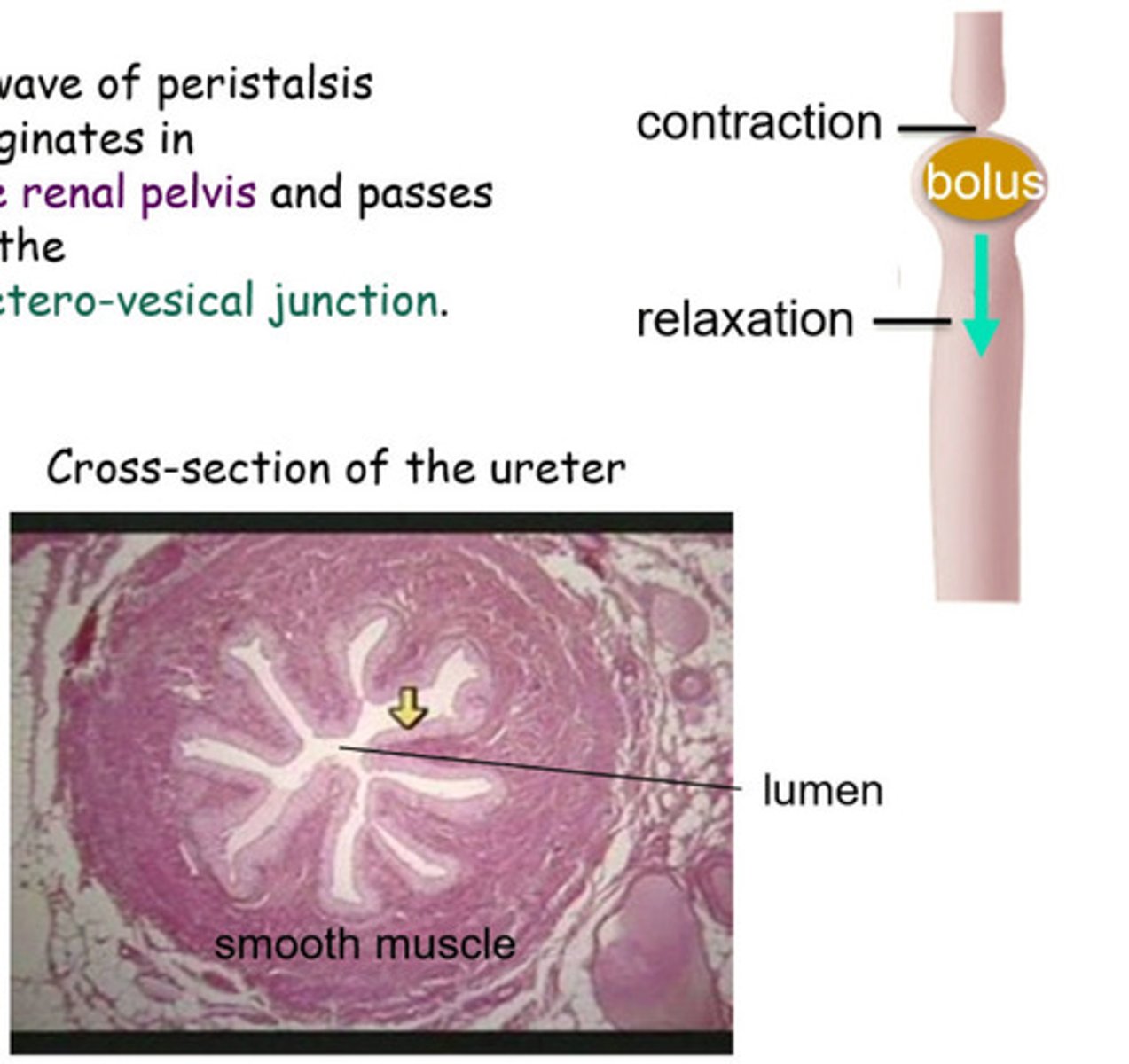 <p>Smooth muscle contractions that move urine</p>