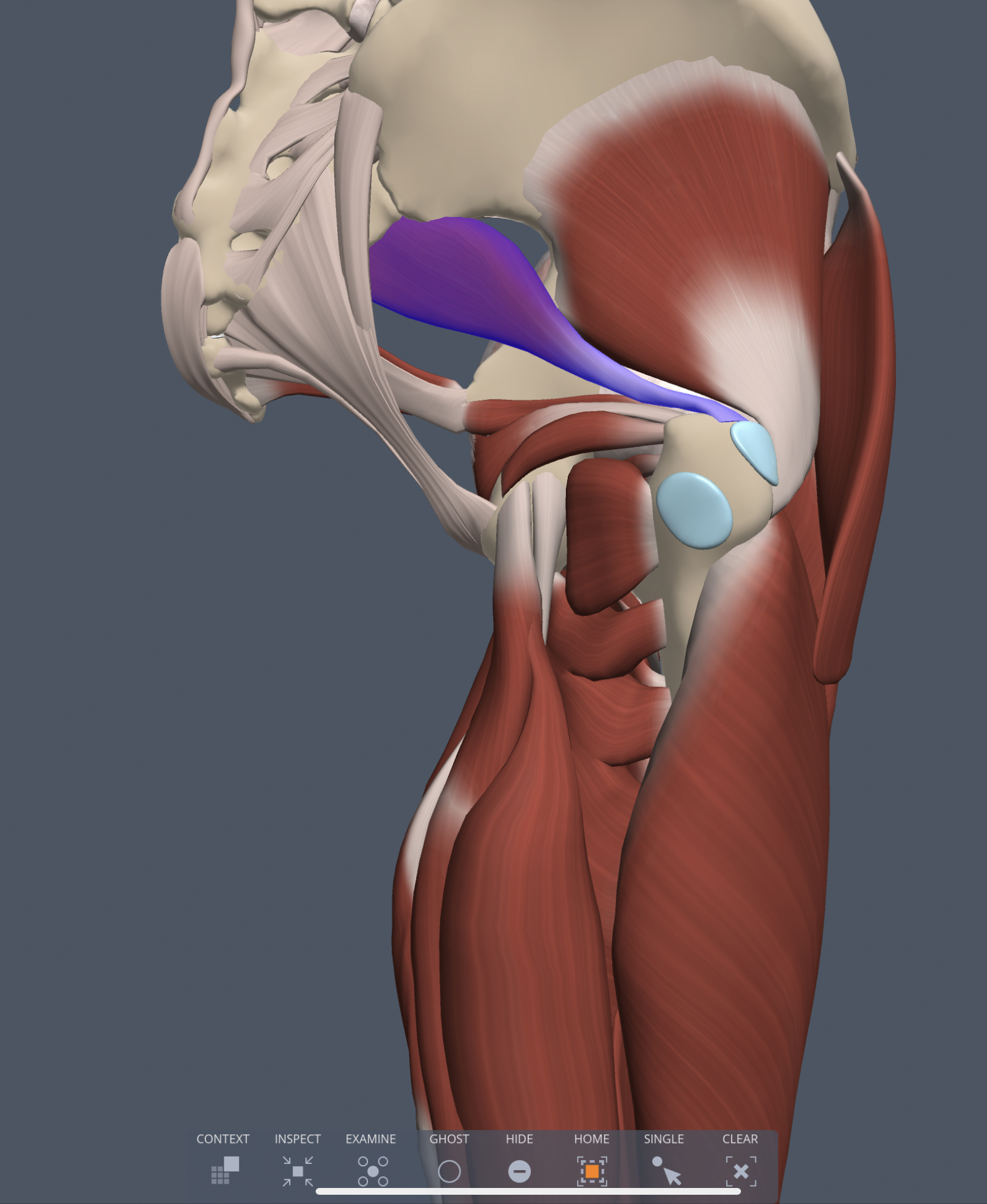 piriformis origin
