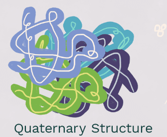 <p>Quaternary Structure</p>