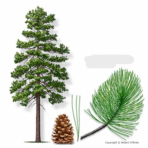 <p>-Thicker bark<br>-Fascicles of 3<br>-Longer needles<br>-Open Cones</p>