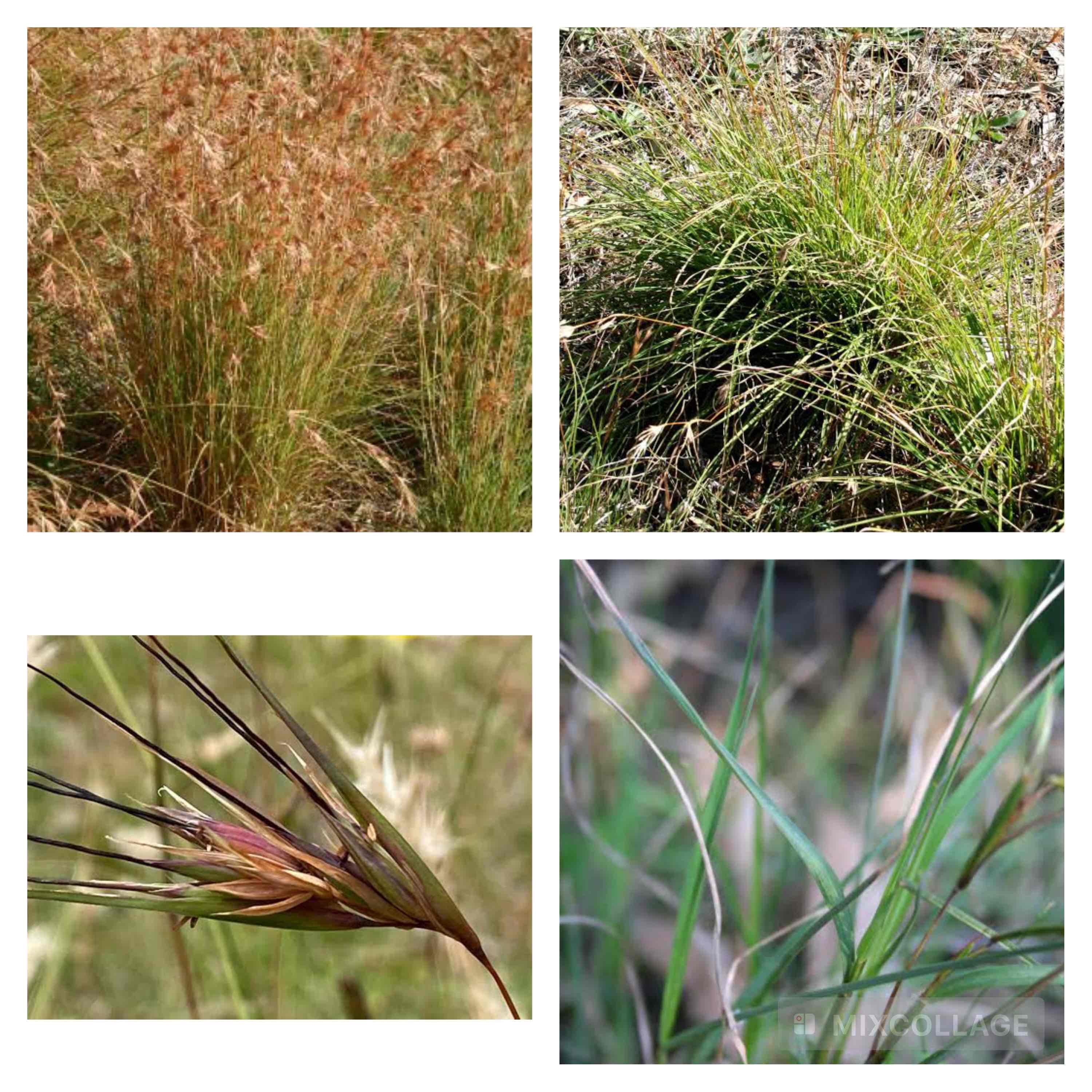 <p>Kangaroo grass</p>