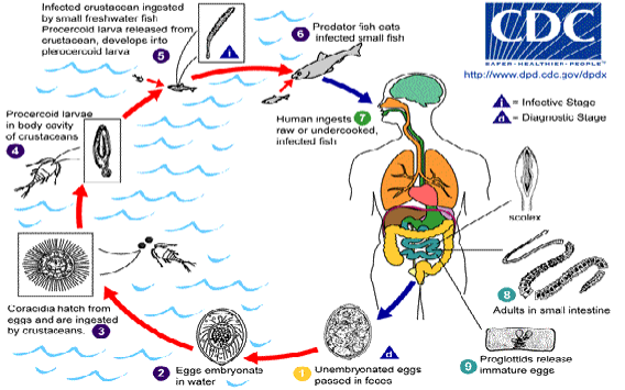 <ol><li><p>unembryonated egg passed in feces</p></li><li><p>embryonate in water</p></li><li><p>coracidia hatch &amp; are ingested by crustaceans</p></li><li><p>develop into procercoid larvae</p></li><li><p>crustacean ingested by small freshwater fish—larva released and develops into pleocercoid larva</p></li><li><p>predator fish ingests small fish</p></li><li><p>human ingests undercooked predator fish</p></li><li><p>adults live in small intestine &amp; proglottids release immature eggs </p></li></ol><p></p>