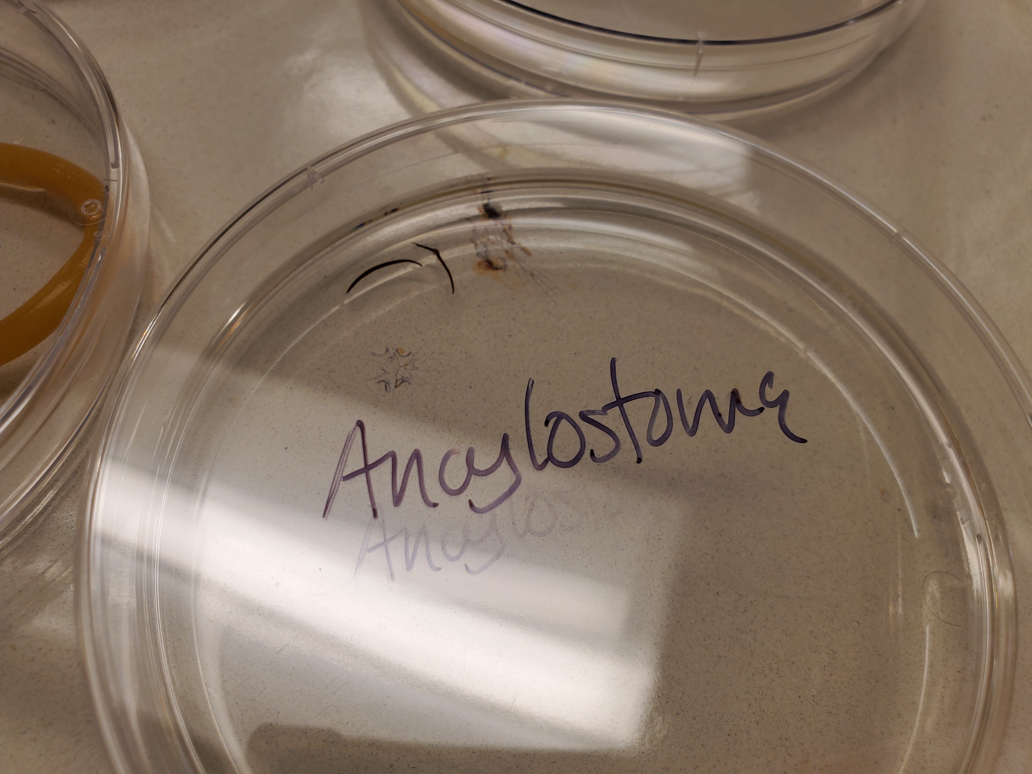 <p>Ancylostoma</p>