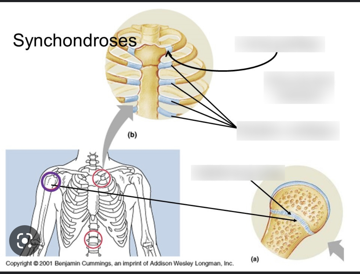 Slightly movable articulation between bones and hyaline cartilage 