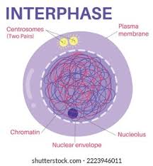 <p>Interphase</p>