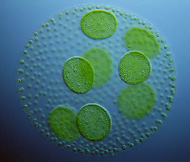<p>green colour, most are unicellular, but some are multicellular like seaweed</p>