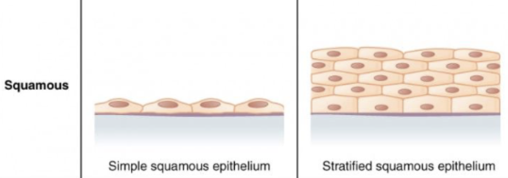 <p>An Epithelial Tissue shape that is<strong> flat in shape  </strong></p>