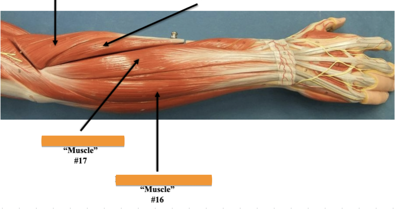 <p>Label muscle #16 </p>