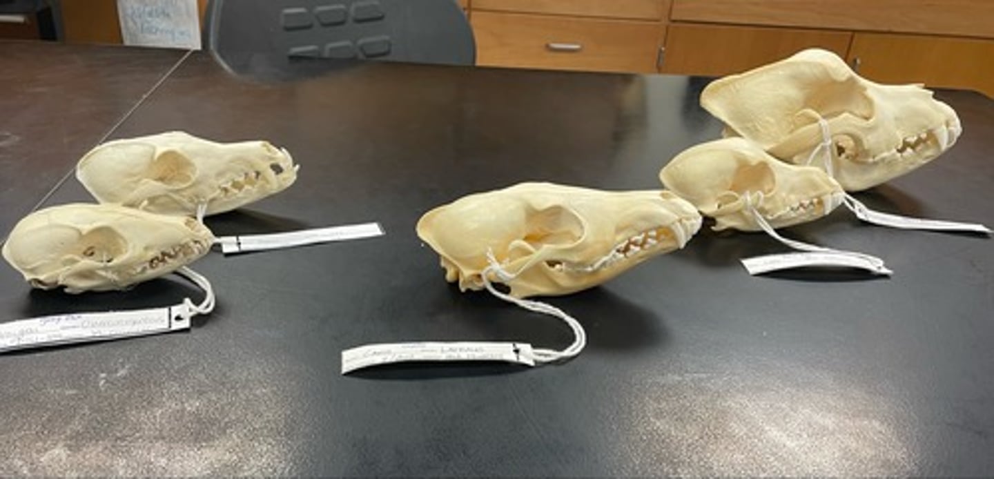 <p>Skull differences</p>