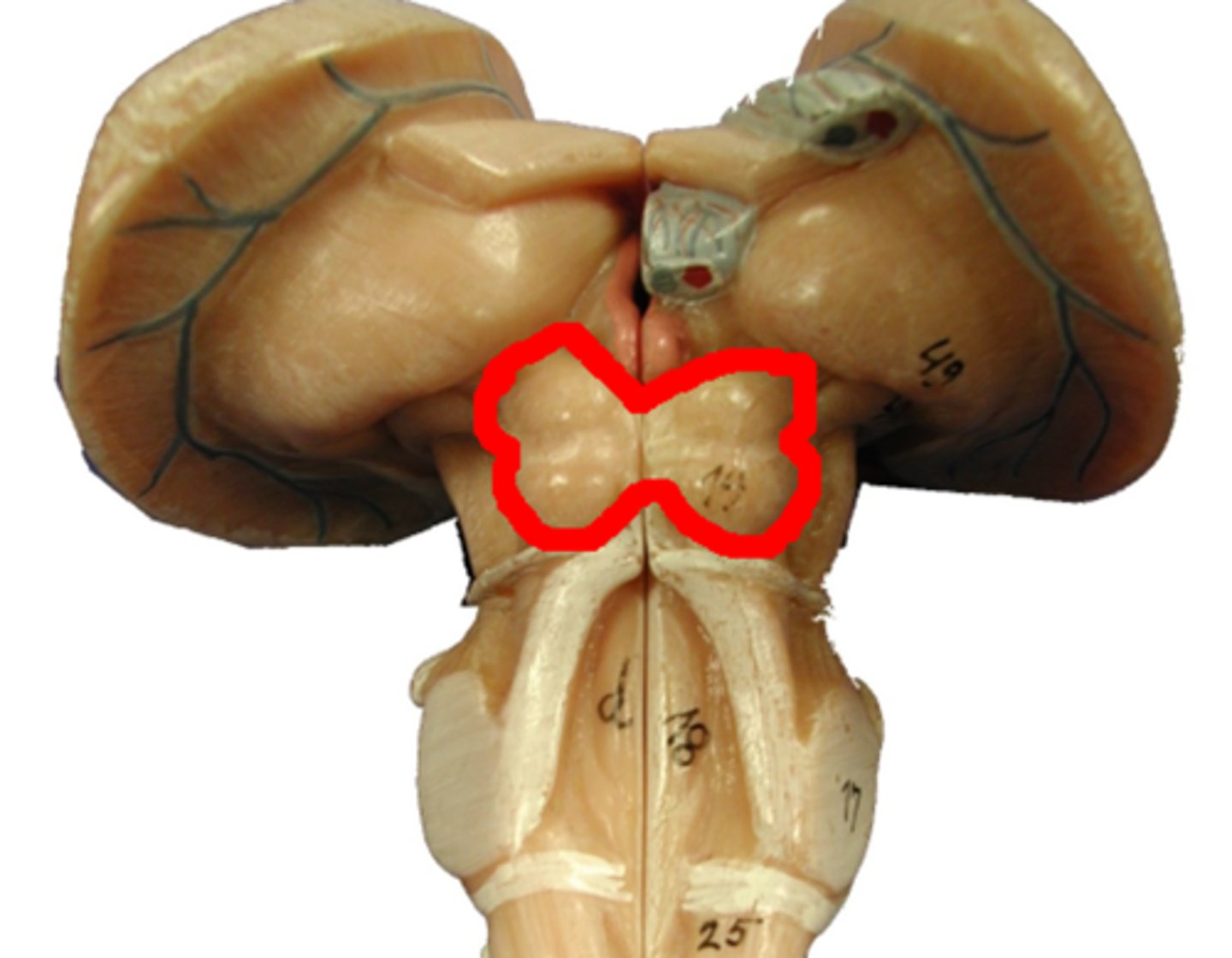 <p>a part of the midbrain that orients an organism in the environment</p>