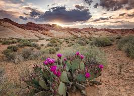 <p>A region with cold winters, hot summers, and little rainfall.</p>