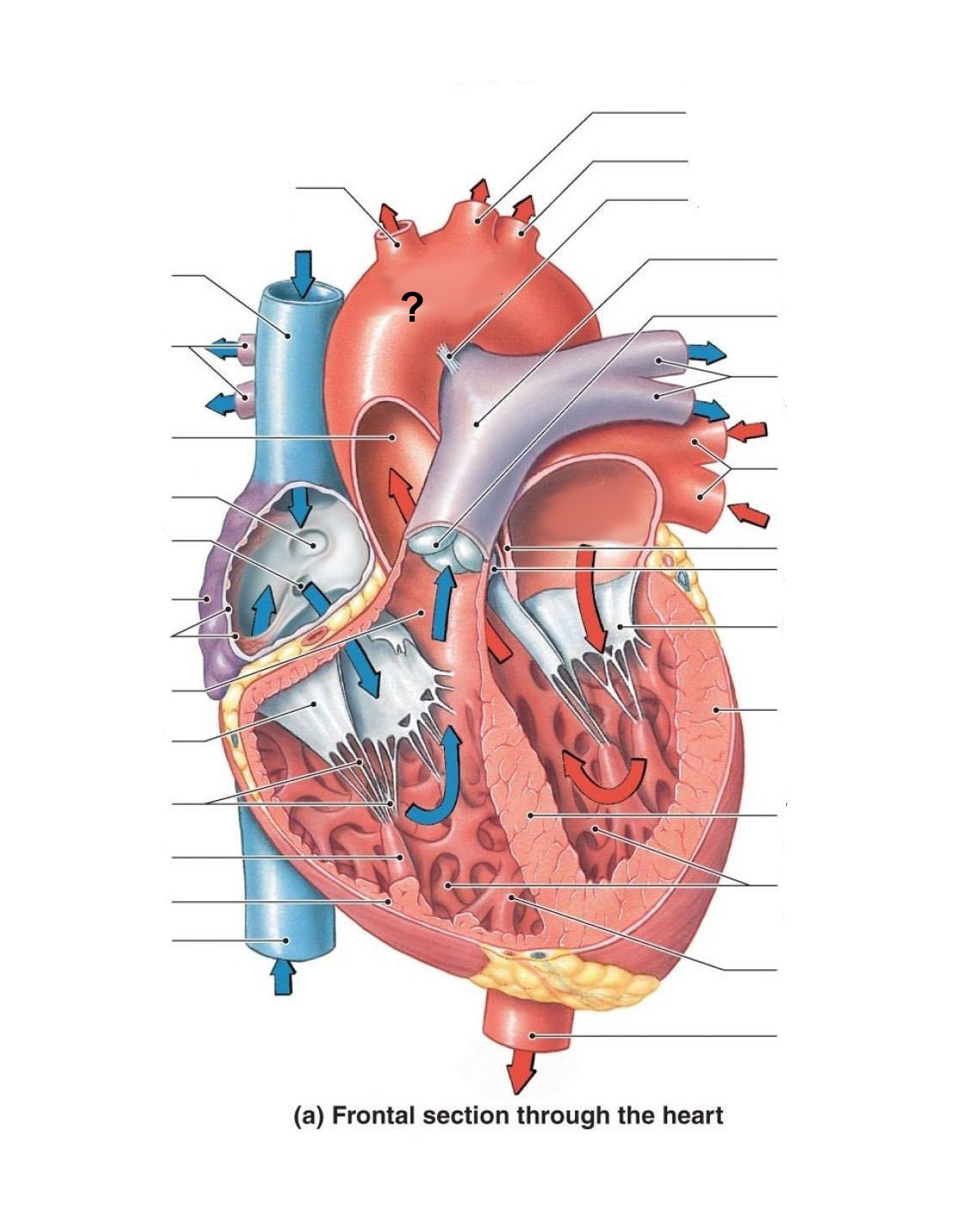 <p>Identify the labeled structure</p>