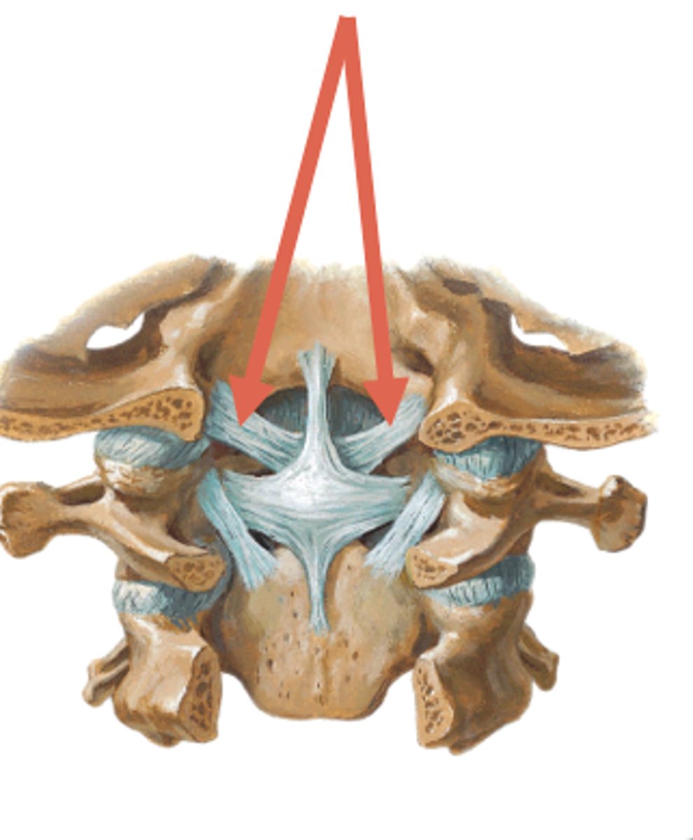 <p>ligament deep to tectorial membrane and cruciform ligament - anchors from the lateral margins of the dens to the foramen magnum - helps to guide cervical rotation</p>