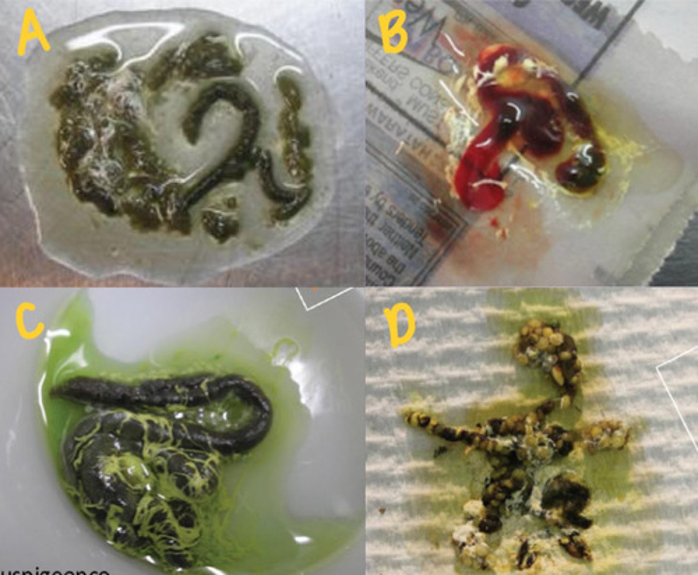 <p>What do these droppings (A-D) tell you about what is going on with the bird?</p>