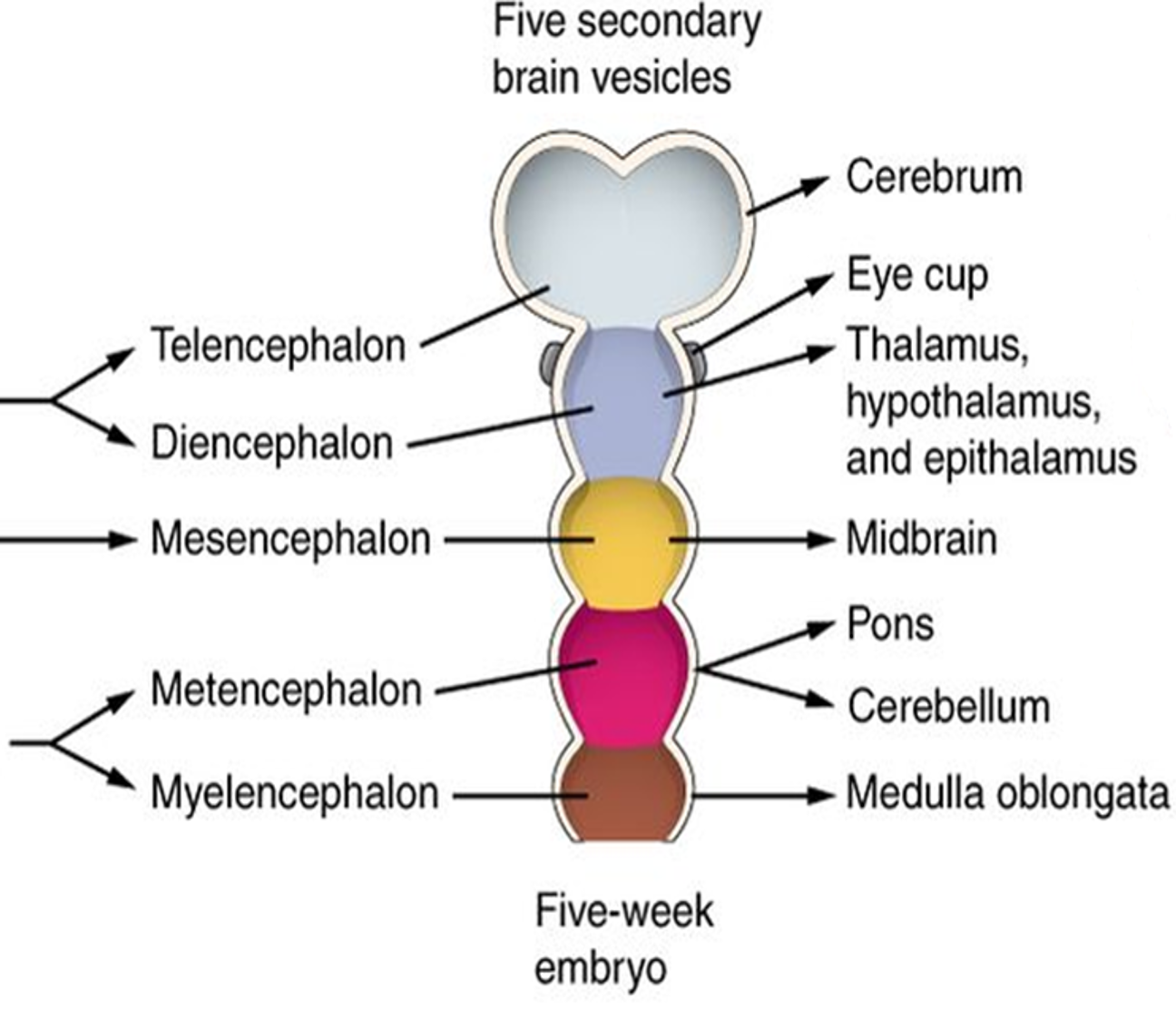 <p><strong>Telencephalon, Diencephalon, Mesencephalon, Metencephalon, Myelencephalon</strong></p><p></p>