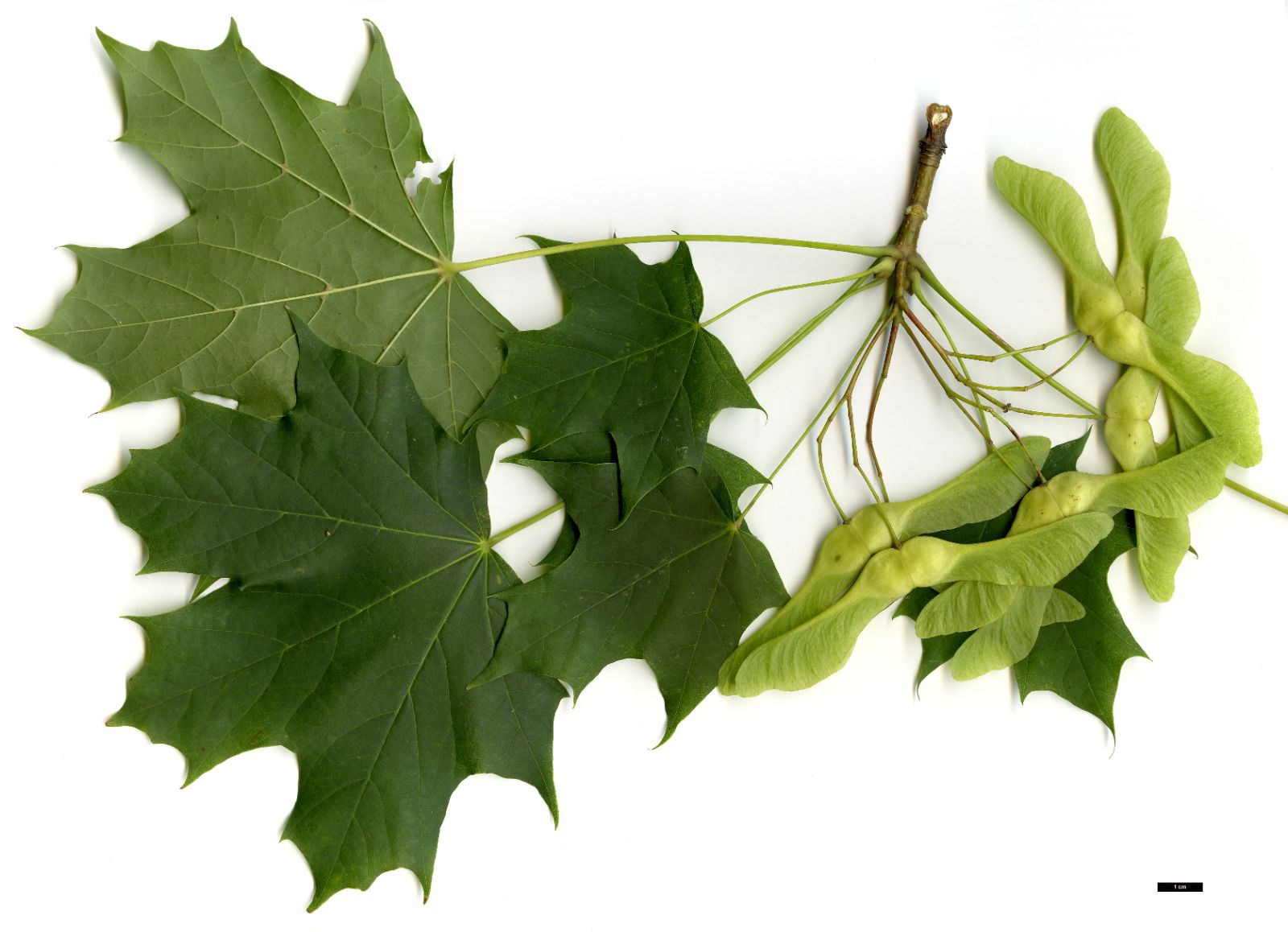 Norway maple:

Very large leaves smooth lobed leaves, pointer than sugar maple, very large fruit, almost 180%, MILKY SAP, smoother bark than sugar maple