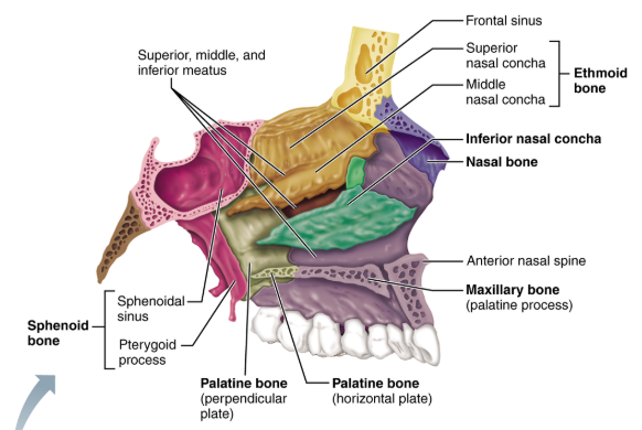 <p>The ethmoid bone.</p>