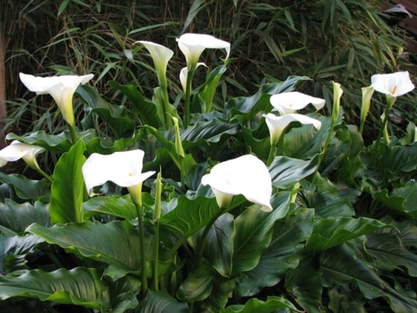 <p>green arrow arum</p>
