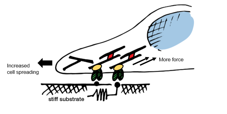 <ul><li><p>this activates downstream signalling pathways</p></li><li><p>if stiff, proteins in the cell are deformed</p></li><li><p>binding sites are revealed, heads up signalling cascade </p></li><li><p>if substrate is stiff, signalling proteins are activated </p></li><li><p>MAPK- mitogen activated protein kinase</p></li><li><p>RhoA- transforming protein RhoA </p></li><li><p>MAPK and RhoA cause the cell to make more myosin and actin, so the cell pulls harder </p></li><li><p>increased expression of myosin leads to increased contraction </p></li></ul><p></p>