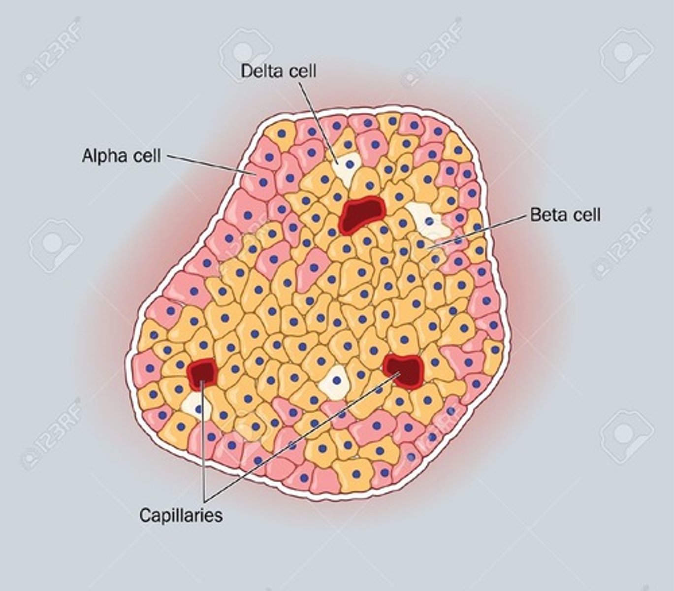 <p>Insulin secreting beta cells are in the middle of the islet and the other types of cells are on the periphery</p>