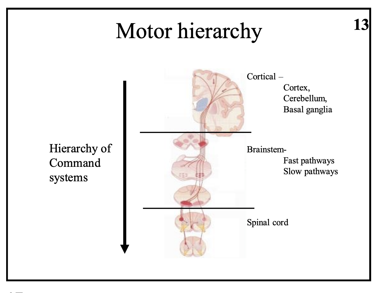<ol><li><p>Spinal cord</p></li><li><p>Brain stem</p></li><li><p>‘higher’ centres (motor cortex, cerebellum, basal ganglia)</p></li></ol><p></p>