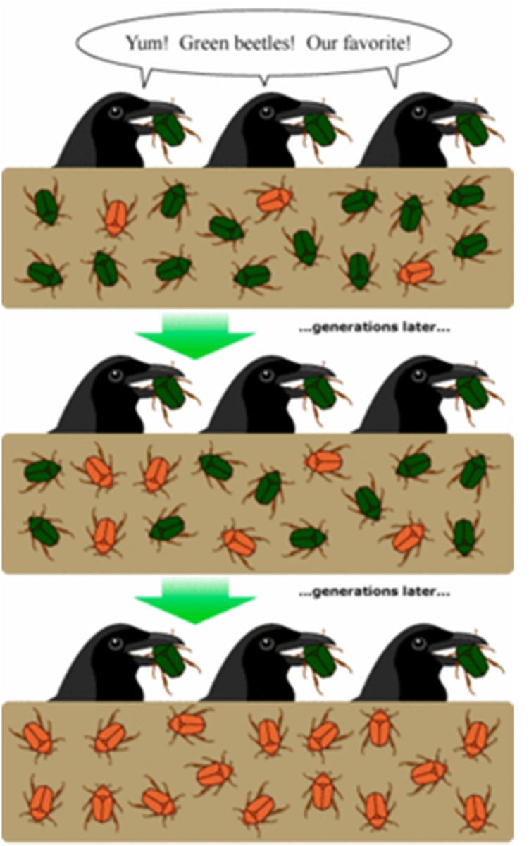 <p>Darwin's way of referring to evolution.</p>