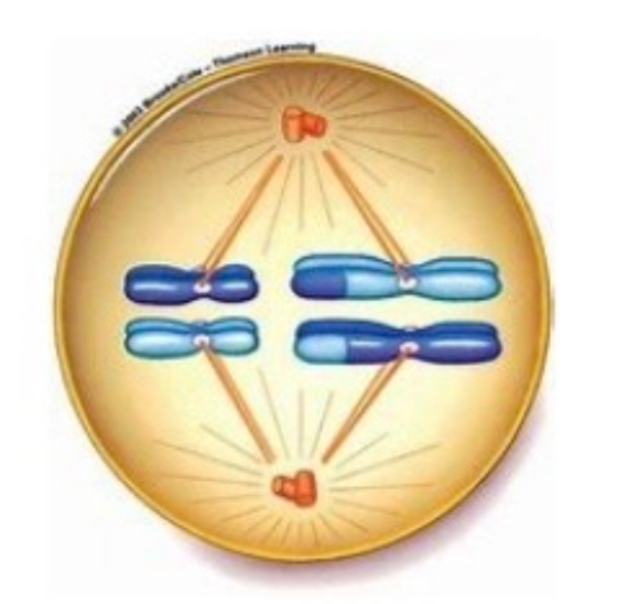 <p><span>Question 3: Which phase are the cells currently in?</span></p><p><span>a. Metaphase II</span></p><p><span>b. Anaphase II</span></p><p><span>c. Telophase II</span></p><p><span>d. Metaphase I</span></p>