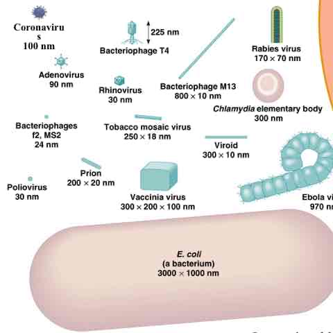 <p>Are viruses alive</p>