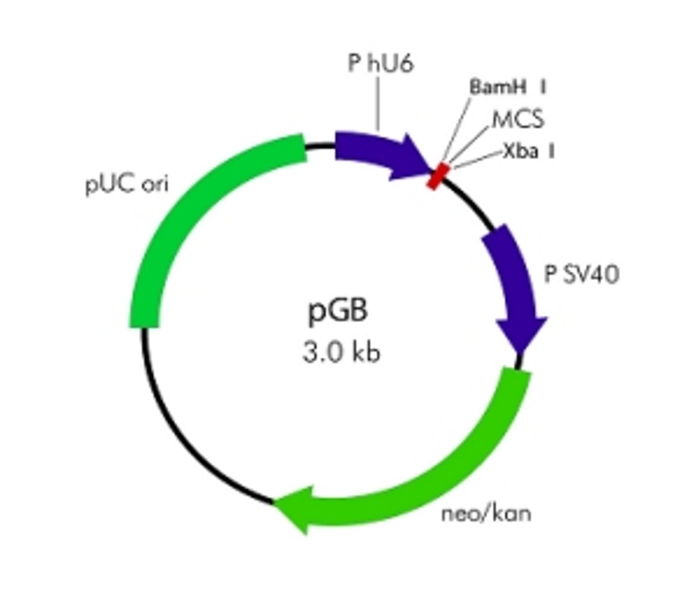 <p>a DNA molecule (often plasmid or virus) that is used as a vehicle to carry a particular DNA segment into a host cell as part of a cloning or recombinant DNA technique.</p>