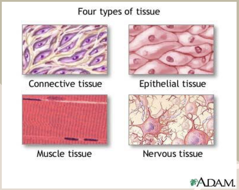 <ol><li><p>Nervous</p></li><li><p>Epithelial</p></li><li><p>Connective</p></li><li><p>Muscle</p></li></ol><p></p>